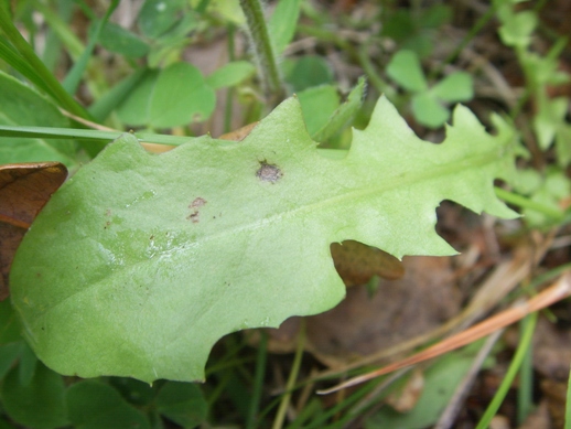 Crepis leontodontoides / Radicchiella italica
